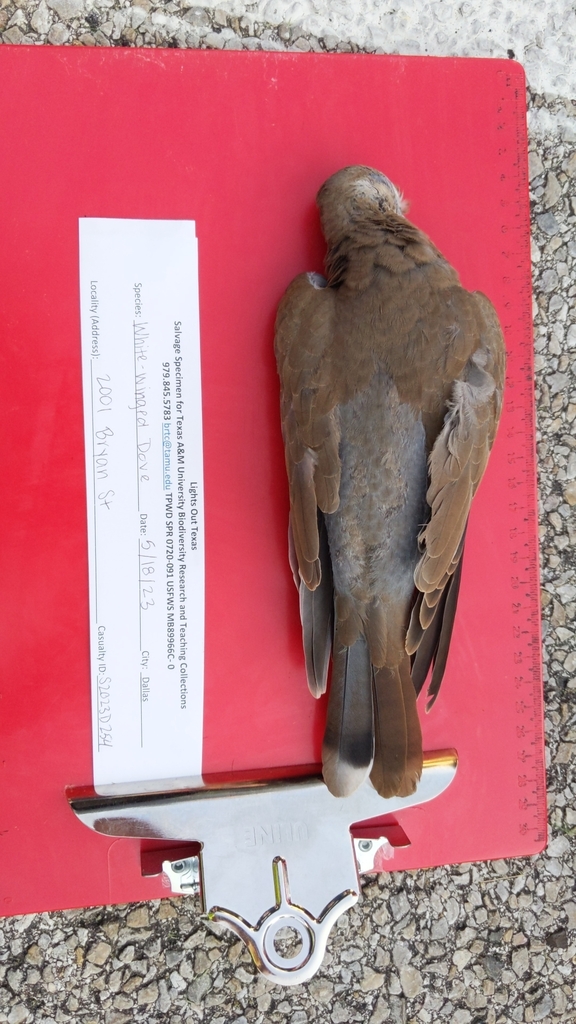Whitewinged Dove from 2001 Bryan Street on May 18, 2023 at 0751 AM by Katie Emmons · iNaturalist