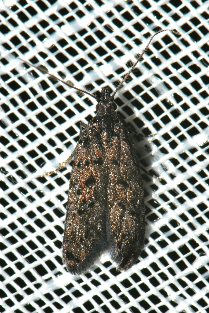 Butterflies and Moths from Cranbourne South VIC 3977, Australia on May
