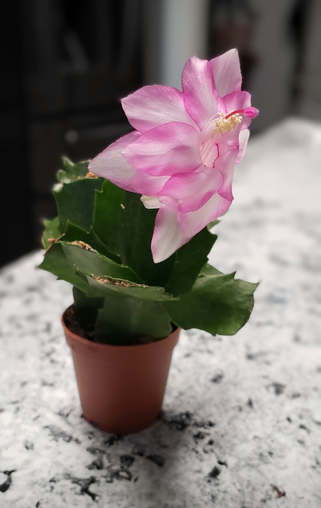 Christmas cacti from Watauga, TX, USA on April 29, 2023 at 0736 AM by