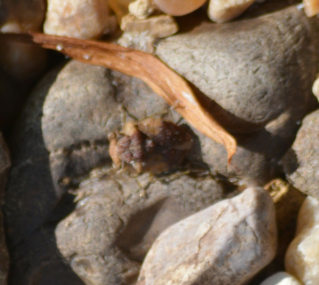 Bigeyed Toad Bug from Lakes of Forest Hill, Memphis, TN, USA on May 29