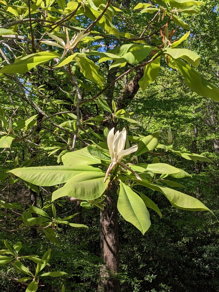 umbrella magnolia from Pisgah Forest, NC 28768, USA on May 13, 2023 at