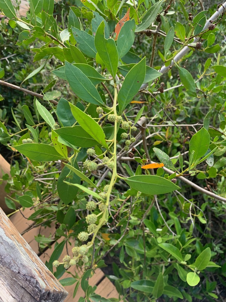 Green Buttonwood (SPC Bay Pines STEM Center Flora and Fauna) · iNaturalist