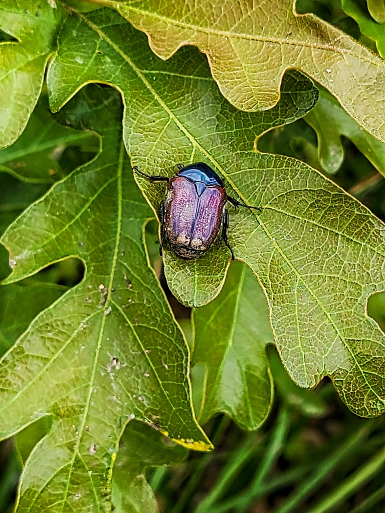 Emerald Euphoria from Roxborough Park on June 5, 2023 at 0119 PM by