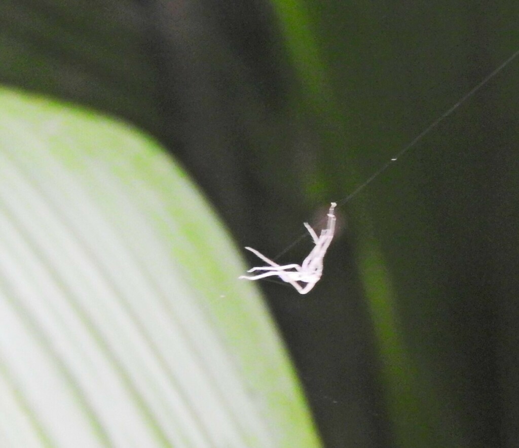 Spiders from Xalapa, Ver., Mexico on June 1, 2023 at 0207 PM by