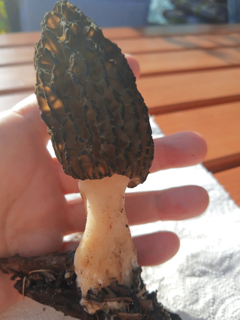 Landscaping Black Morel from 362 25 Nová Role, Česko on May 7, 2023 at