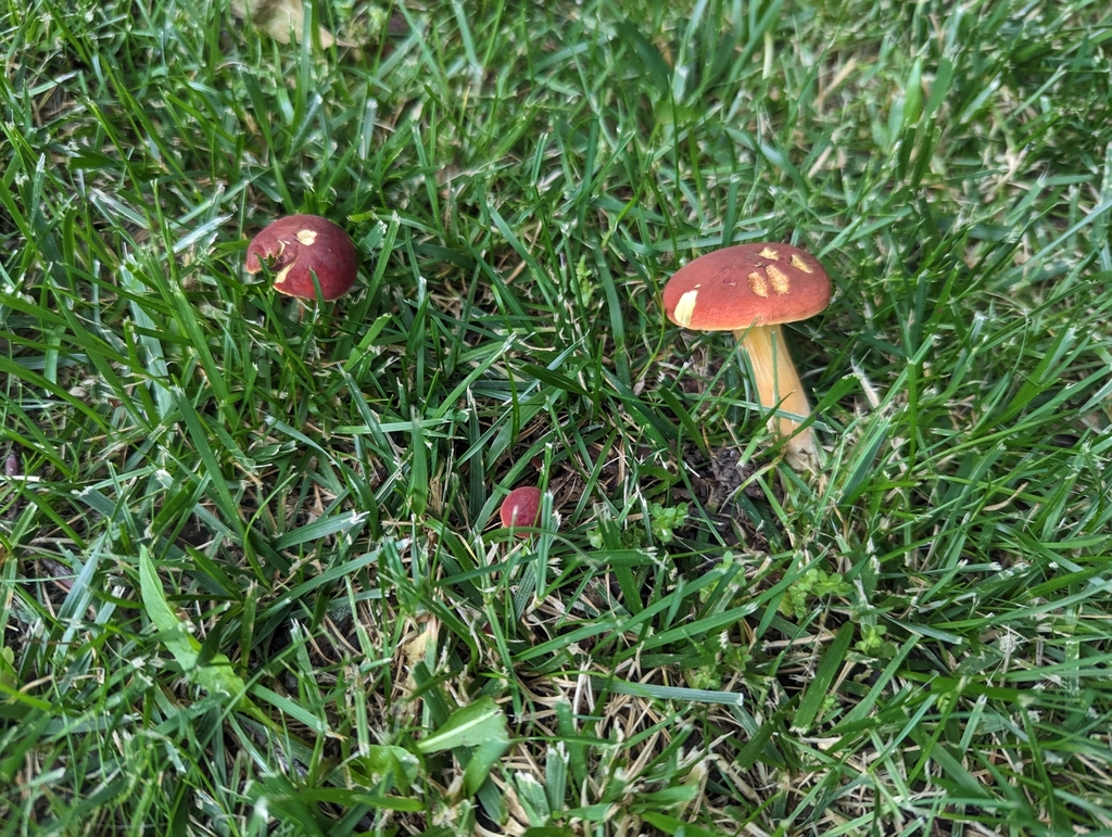field bolete from Park Estates, Overland Park, KS 66212, USA on June 8