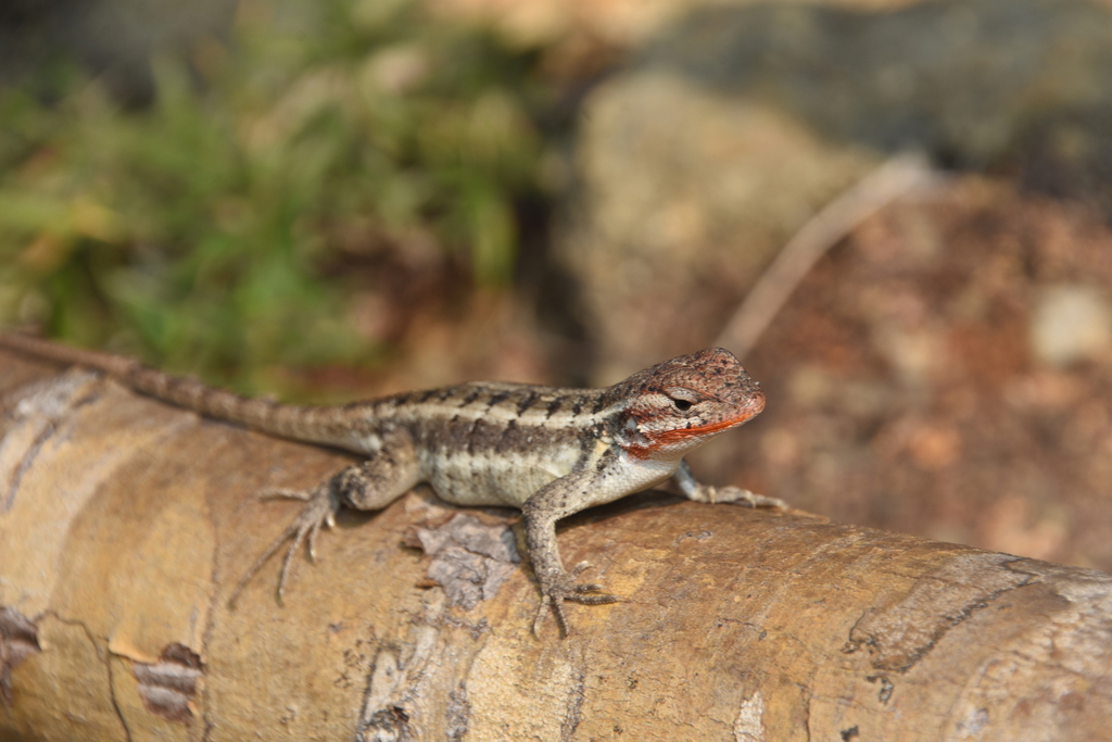Rosebellied Lizard from Cayo District, Belize on June 1, 2023 at 0735