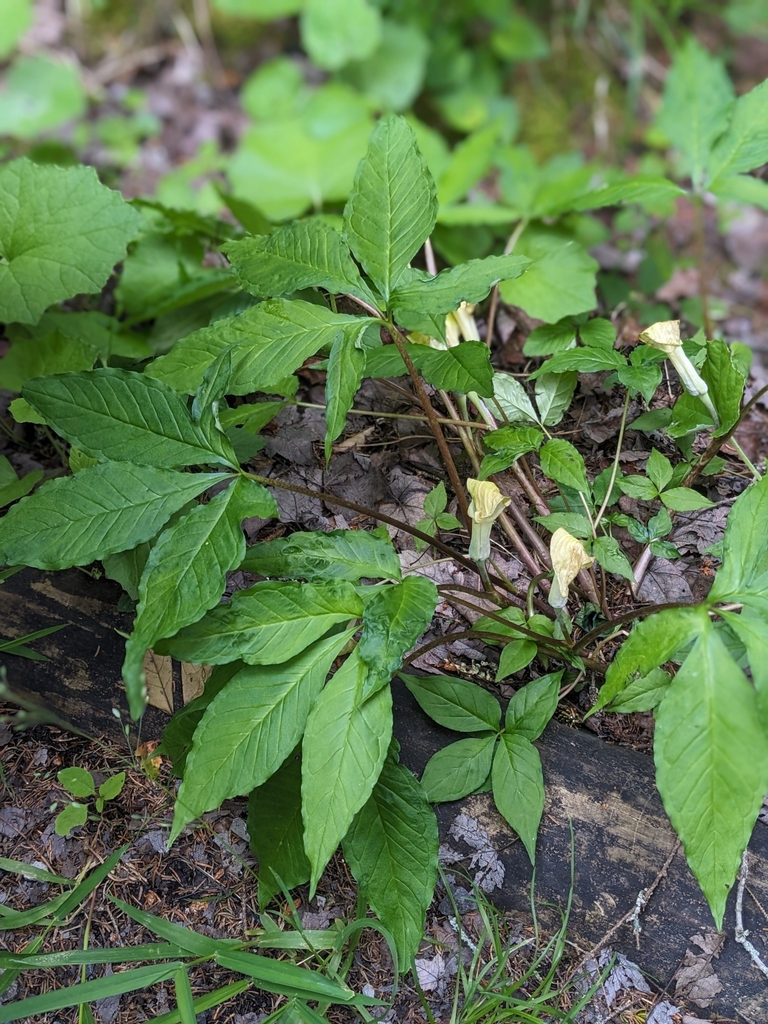 Fiveleaved Jackinthepulpit from Whitmer, WV 26296, USA on June 19