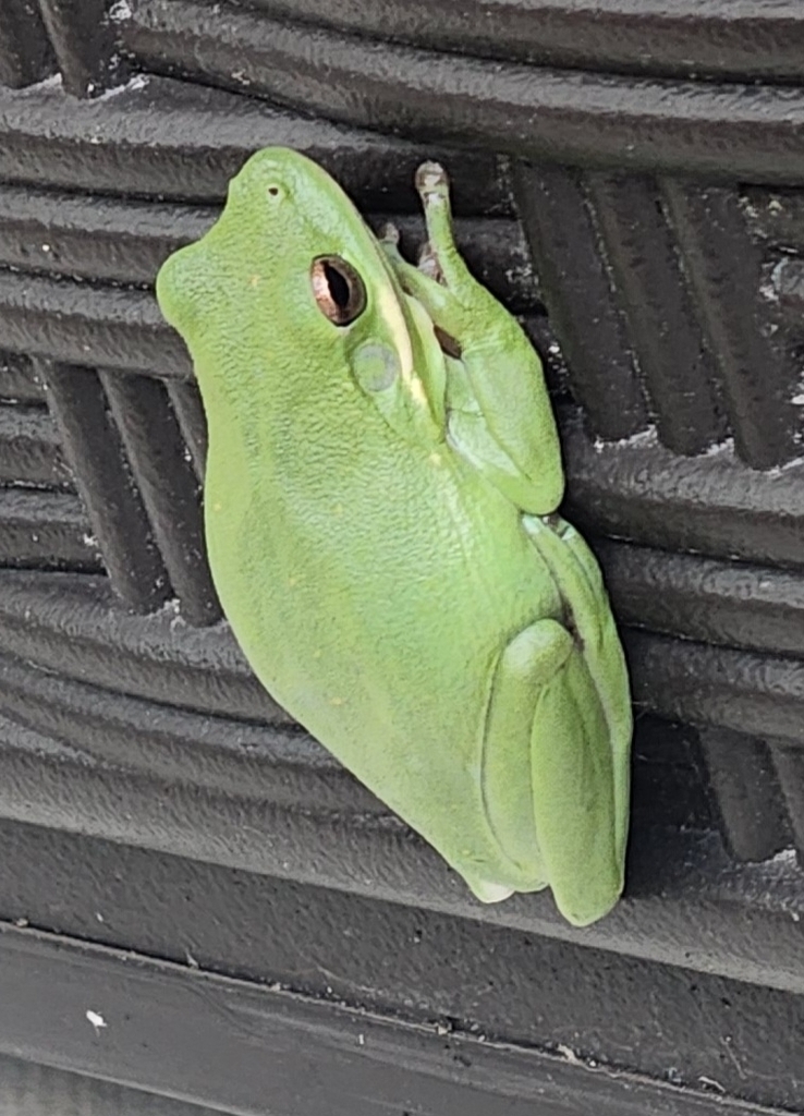 Green Treefrog from Oxford Hunt, Charlotte, NC, USA on June 25, 2023 at