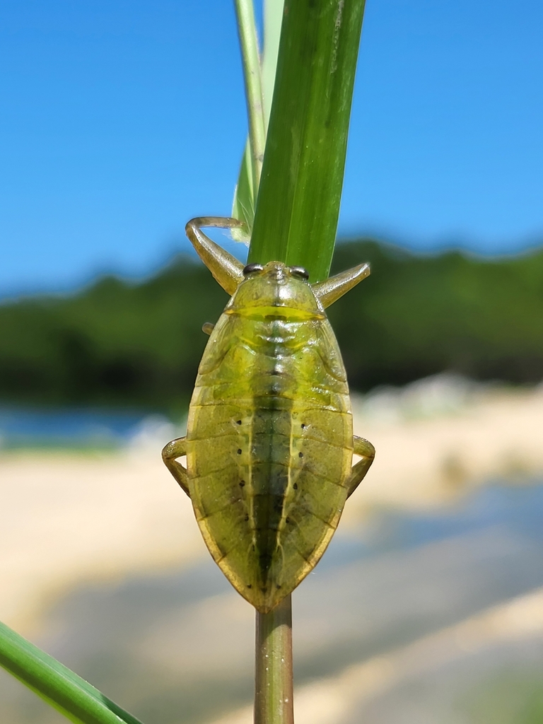Uhler's Giant Water Bug from North Key Largo, FL 33037, USA on June 27