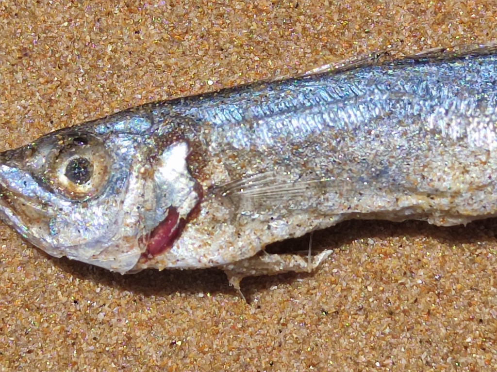 Jack Mackerels from Costa da Caparica, Portugal on June 29, 2023 at 12