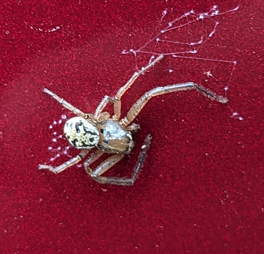 Ground Crab Spiders from Middleton Township, OH, USA on July 1, 2023 at