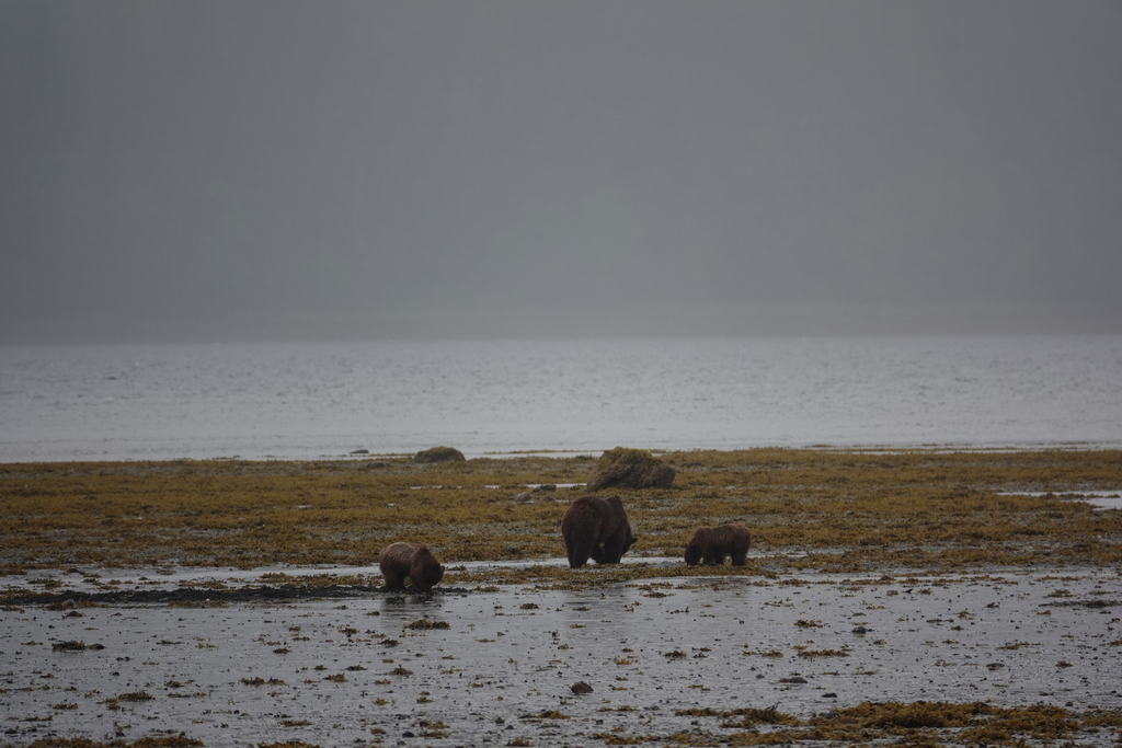 Brown Bear from HoonahAngoon Census Area, AK, USA on June 26, 2023 at