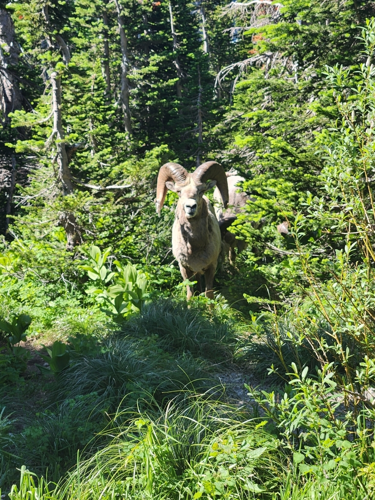 Bighorn Sheep from Browning, MT 59417, USA on July 1, 2023 at 1120 AM