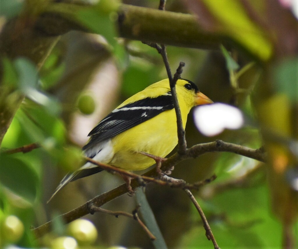 American Goldfinch from Rosemont Mount Royal, Regina, SK S4T, Canada