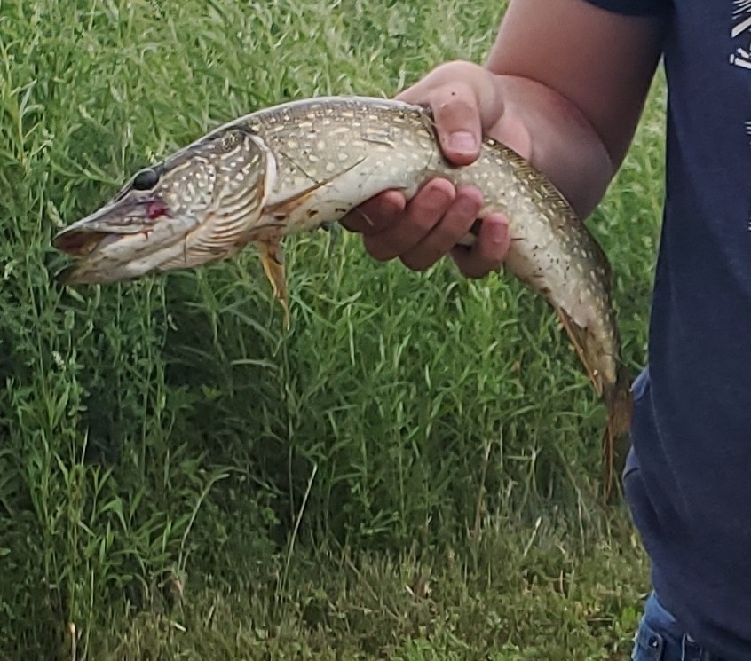 Northern Pike from Deseronto, Deseronto, ON K0K 1X0, Canada on July 11