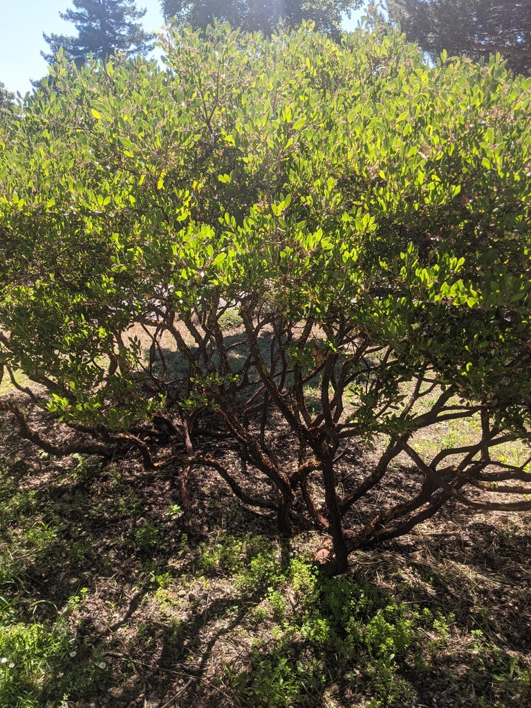 vine hill manzanita in July 2023 by k m · iNaturalist