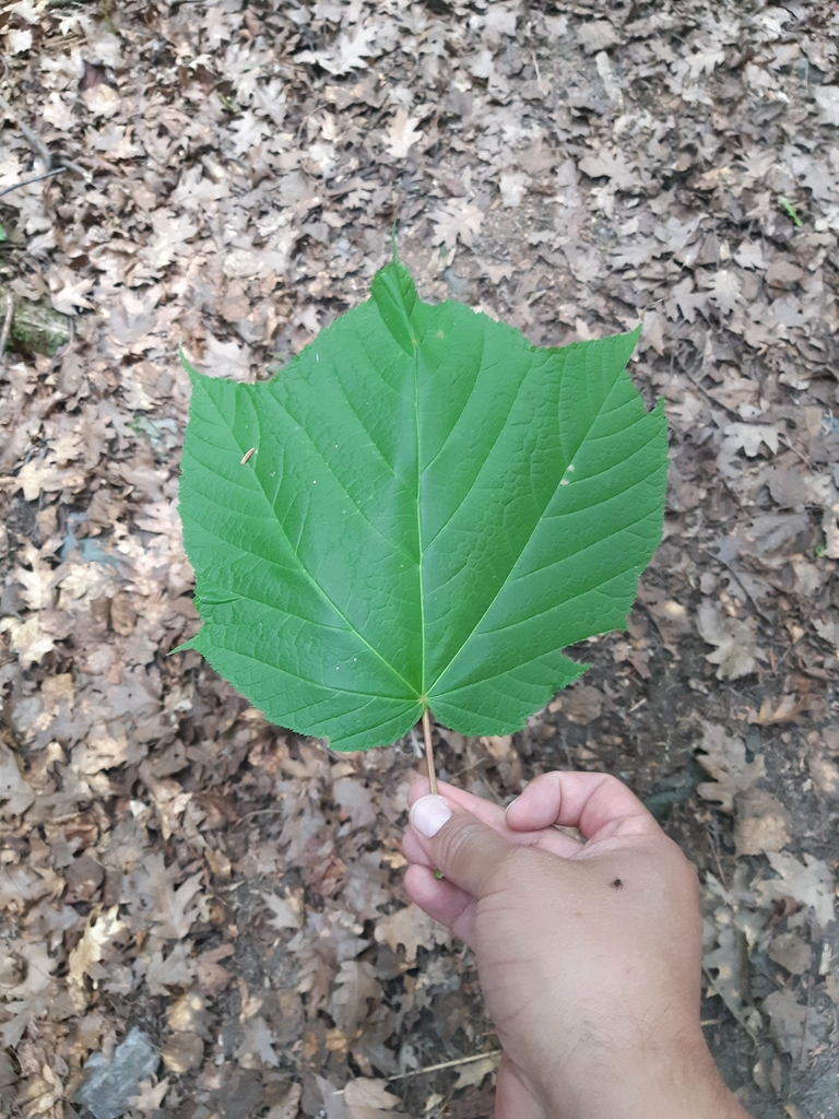 striped maple from Sudbury, North Part on July 13, 2023 at