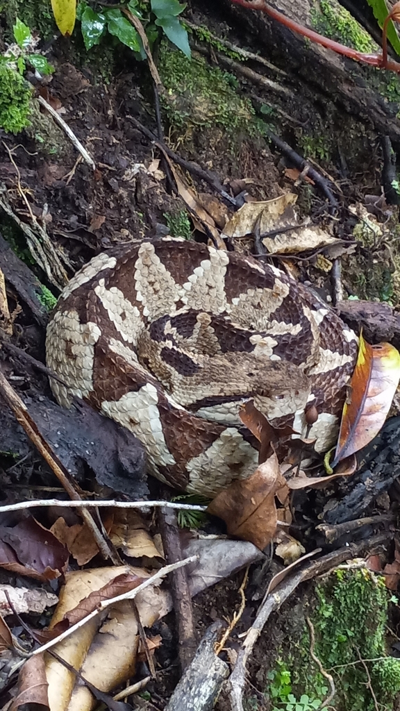 Central American Jumping Pit Viper from Arizona, Honduras on July 11