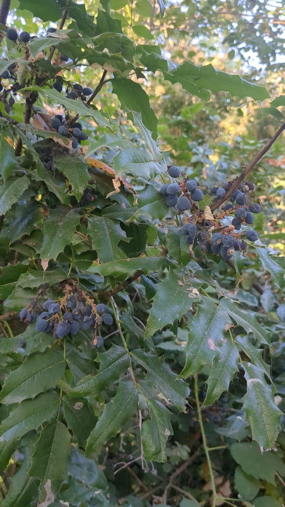 Oregon grape from Alabama Hill, Bellingham, WA, USA on July 14, 2023 at