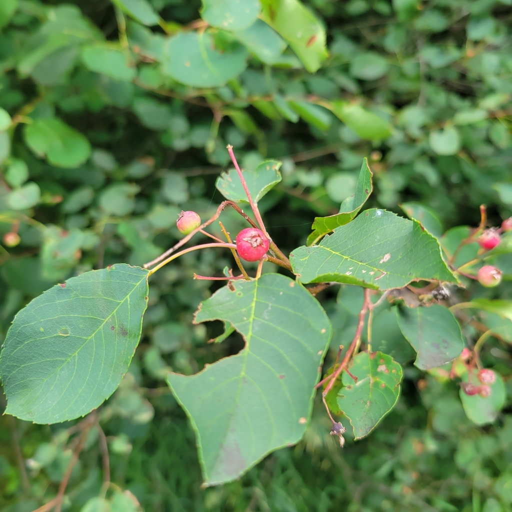 serviceberries from Priceville, ON N0C 1K0, Canada on July 15, 2023 at