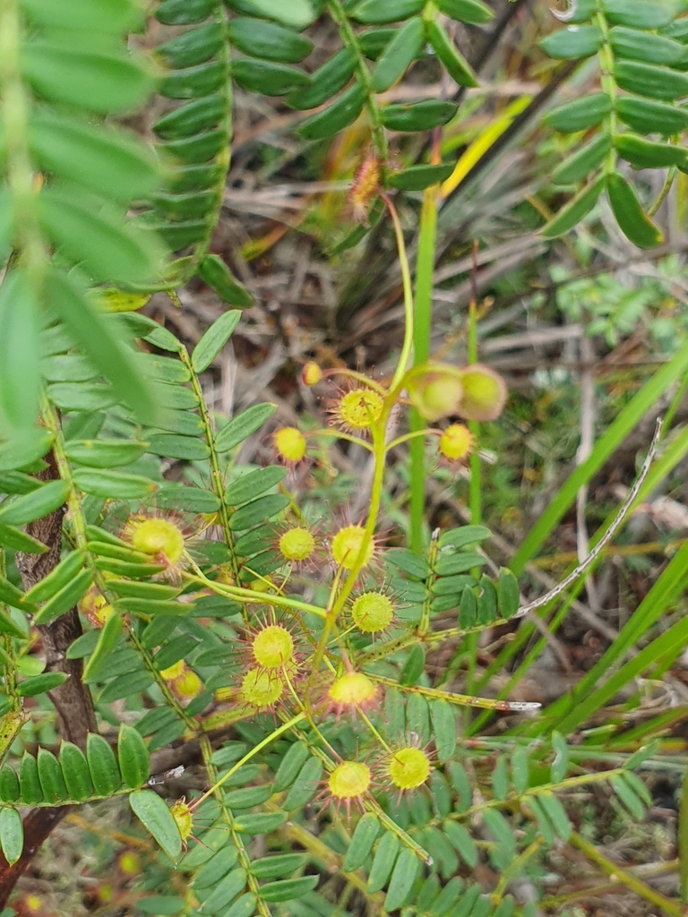 Climbing Sundew from Badger Head TAS 7270, Australia on July 17, 2023