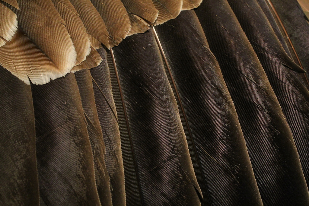Turkey Vulture Black and Turkey Vulture Feathers (and common