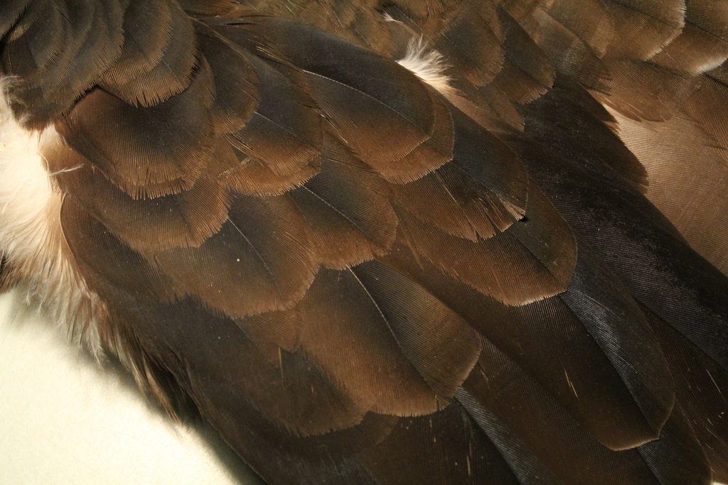 Turkey Vulture Black and Turkey Vulture Feathers (and common
