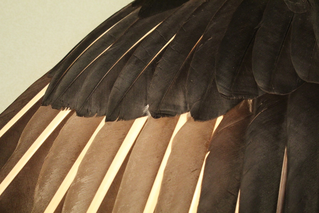 Black Vulture Black and Turkey Vulture Feathers (and common