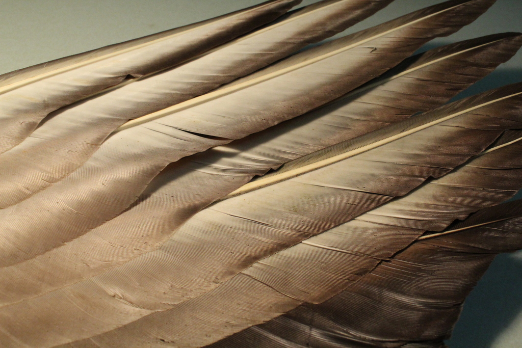 Black Vulture Black and Turkey Vulture Feathers (and common