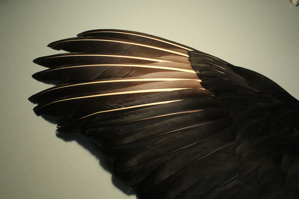Black Vulture Black and Turkey Vulture Feathers (and common