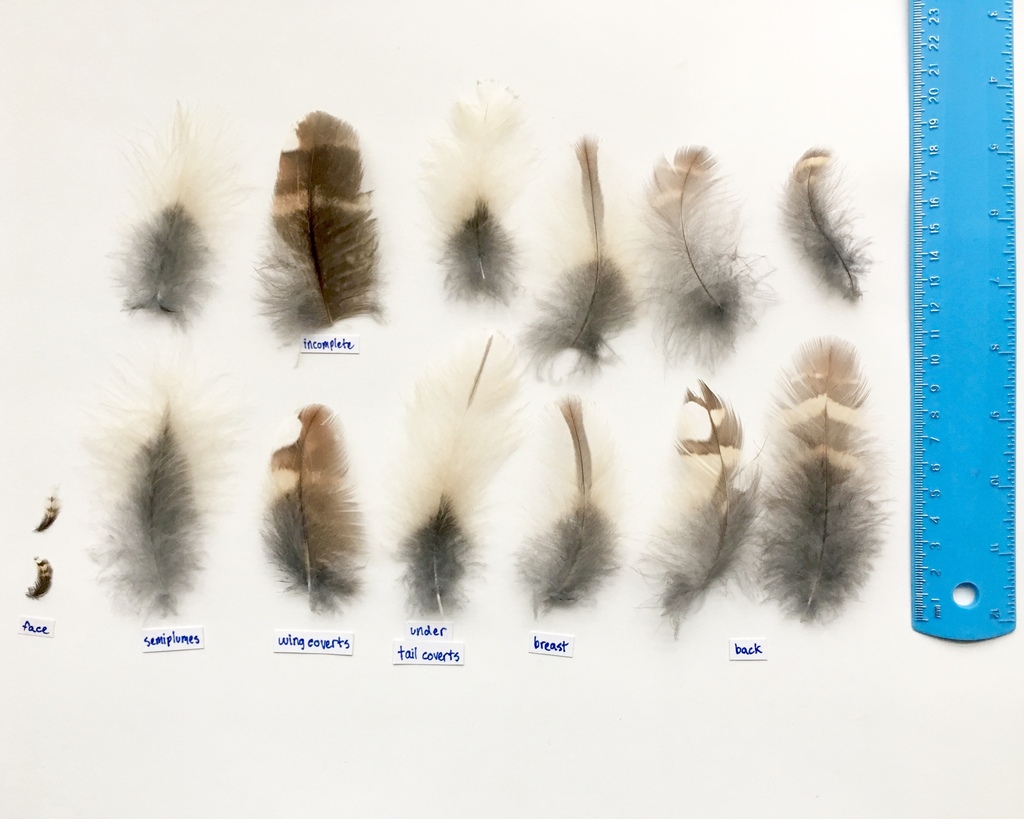 Typical Owls Black and Turkey Vulture Feathers (and common