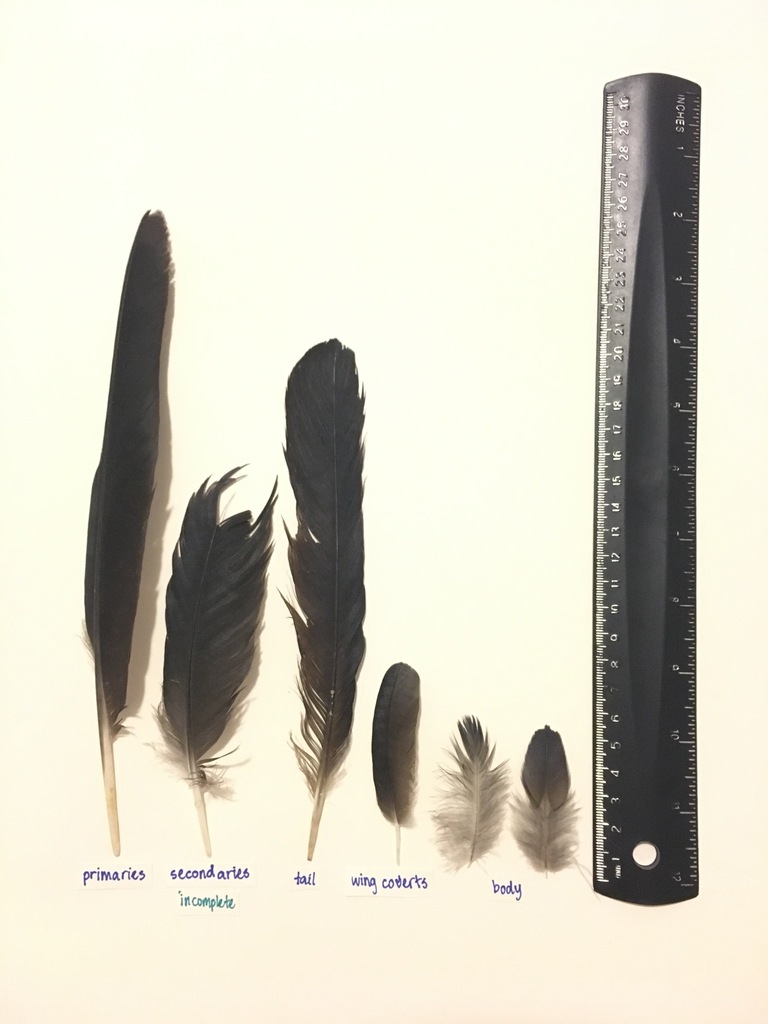 Crows and Ravens Black and Turkey Vulture Feathers (and