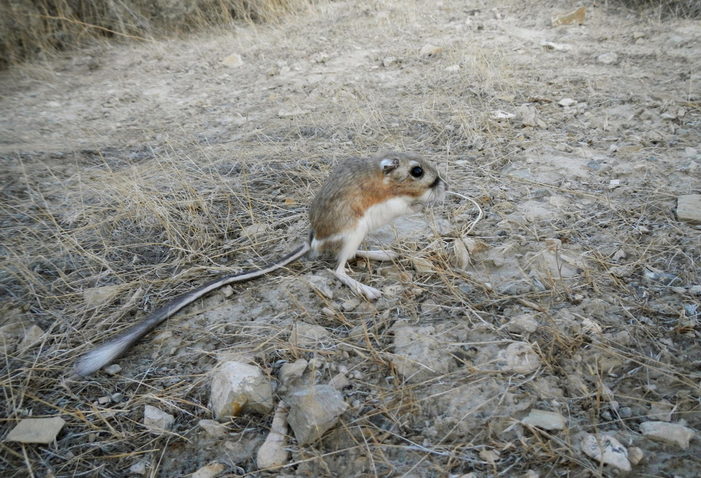 Chiseltoothed Kangaroo Rat from Tooele County, UT, USA on September 8