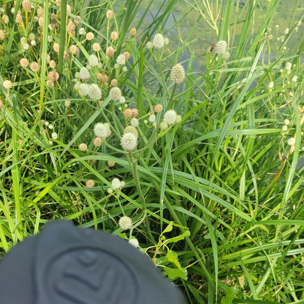 Arizona eryngo from Flowing Wells, Tucson, AZ, USA on July 23, 2023 at