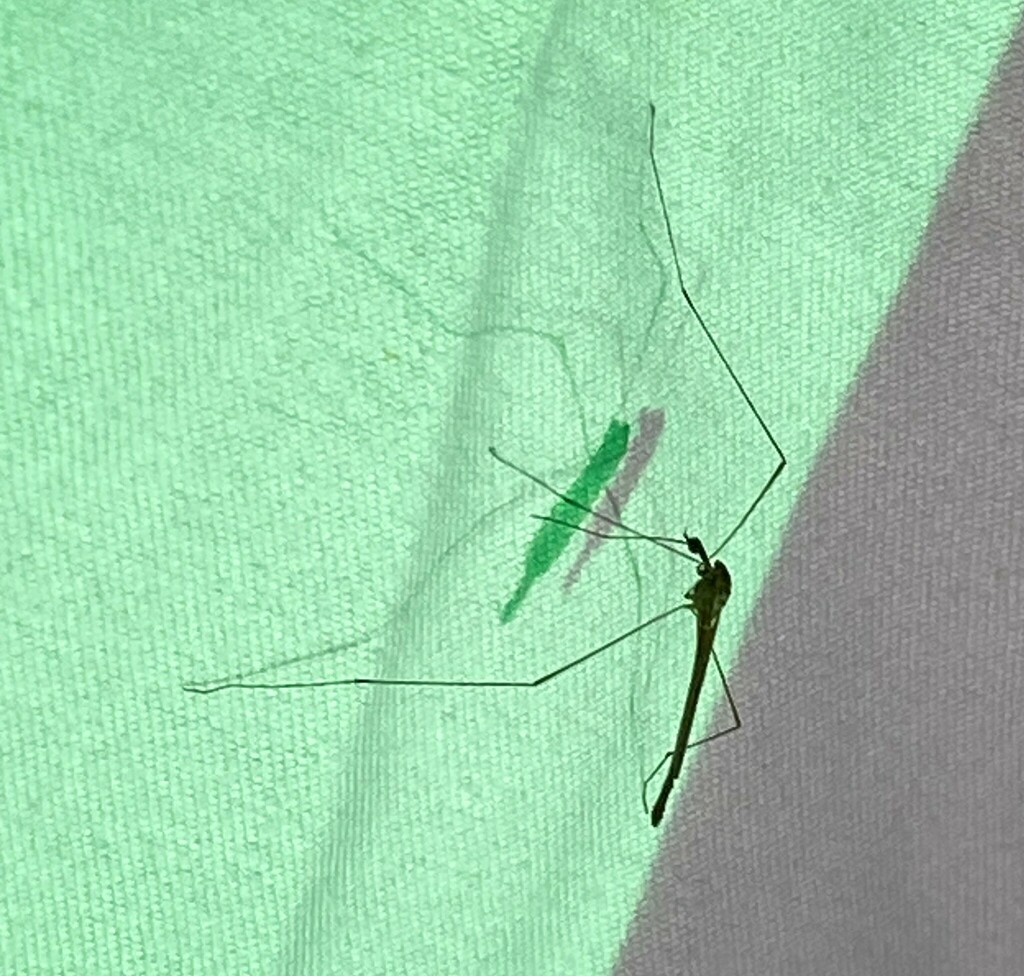 Crane Flies from 1770 Holford Rd, Garland, TX 75044, USA on July 22