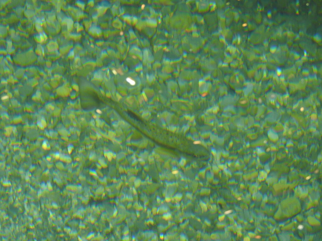 Formosan Landlocked Salmon in July 2023 by shiaokao · iNaturalist