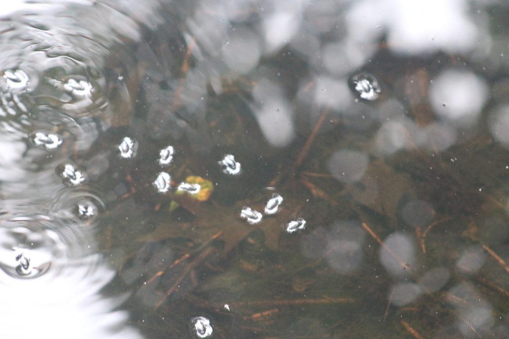 Dineutus from London Bridge Rd, Windham, NH 03087 on July 29, 2023 at