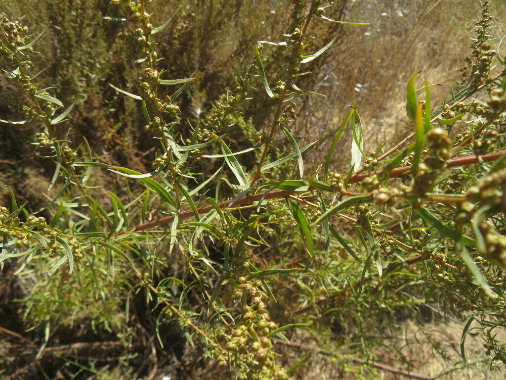 Tarragon from Alessandro Heights, Riverside, CA 92506, USA on July 26