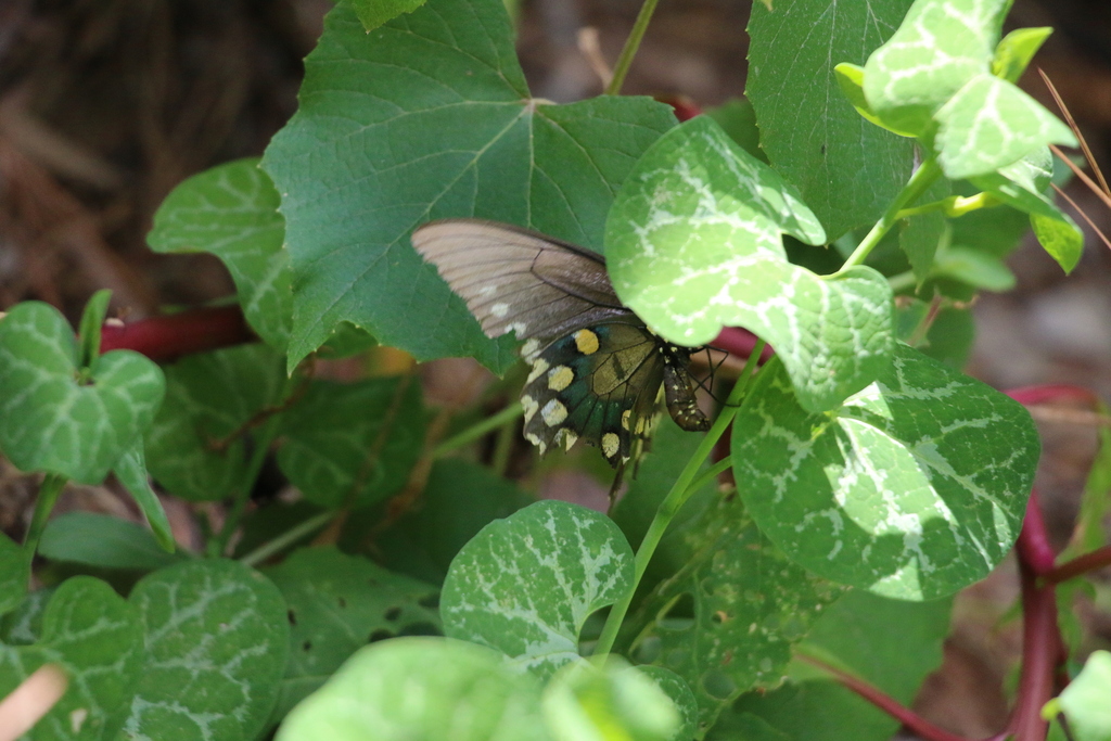 Pipevine Swallowtail from S Durrette Dr, Houston, TX 77024 on August 6