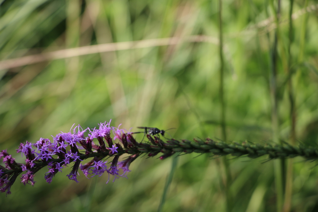 Threadwaisted Wasps from S Durrette Dr, Houston, TX 77024 on August 6