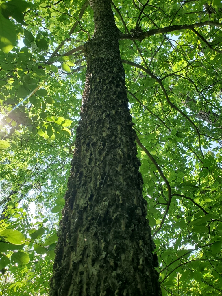 common hackberry from County, Saint Croix National Scenic