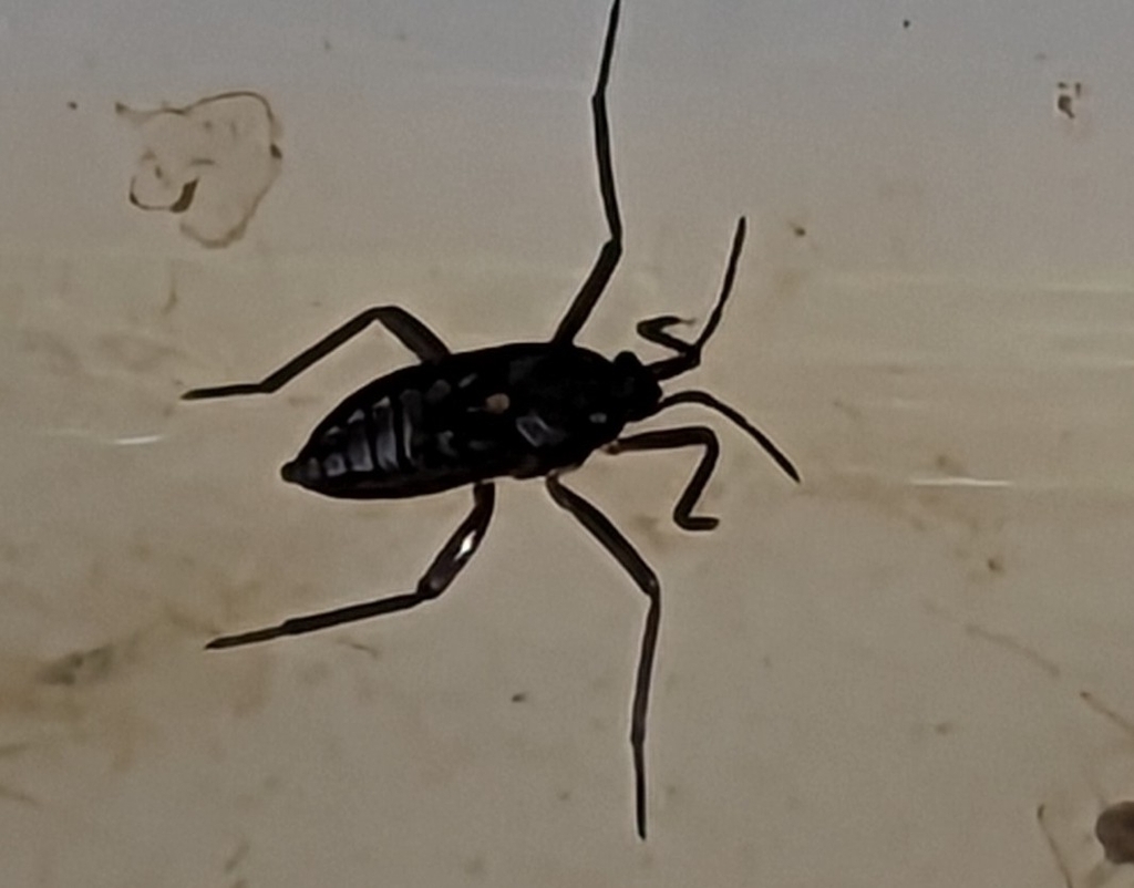 Water Crickets from Skelmersdale WN8 6JN, UK on August 8, 2023 at 0413