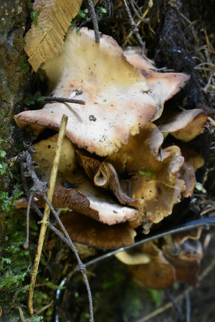 Shoehorn Oyster from Mount Tlaloc, 56590 State of Mexico, Mexico on July 16, 2023 at 1139 AM by