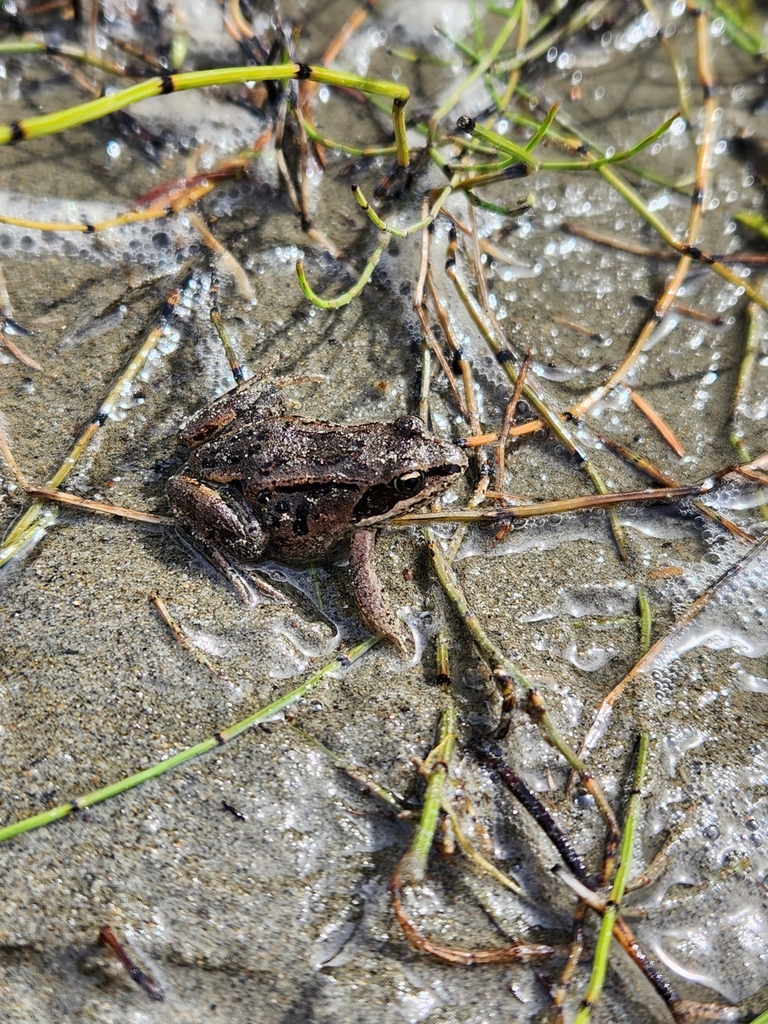 Wood Frog from Yukon Y0B, Canada on August 10, 2023 at 0201 PM by