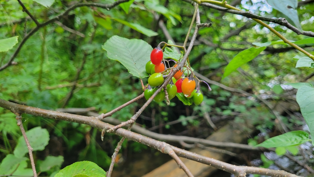 bittersweet nightshade from Pellston, MI 49769, USA on August 12, 2023