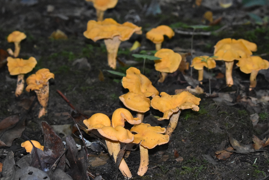 chanterelles from Smyth County, VA, USA on August 13, 2023 at 0646 PM