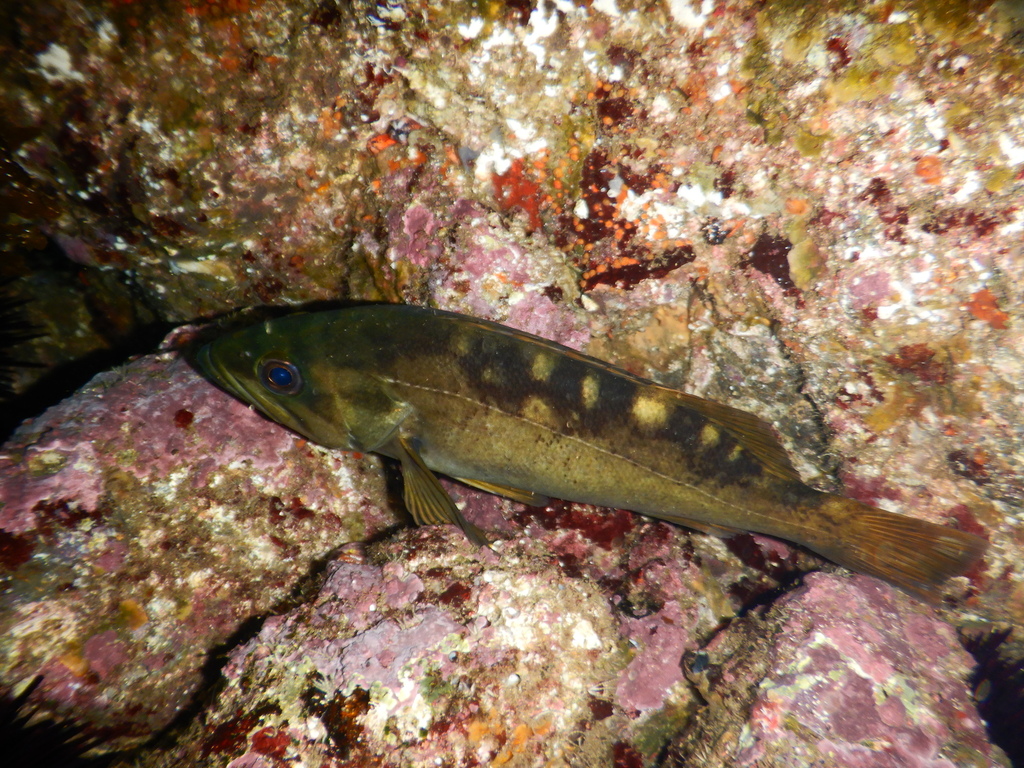 olive rockfish from Goldfish Bowl, Anacapa Island, CA, USA on August 17