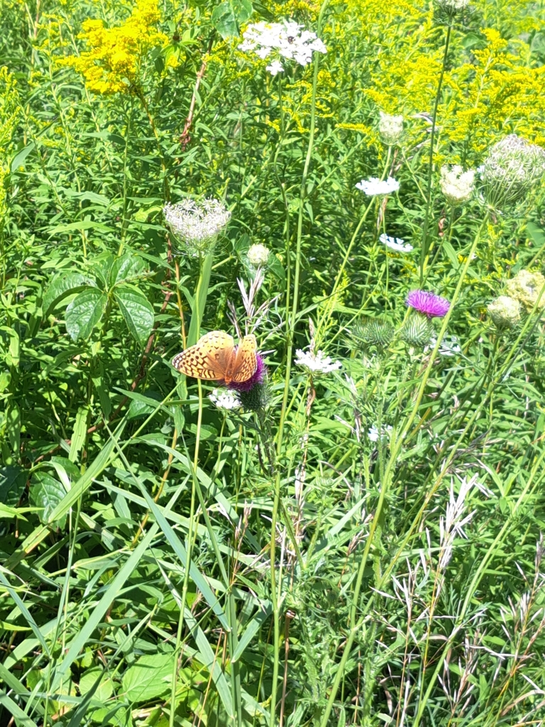 Great Spangled Fritillary from Gads Hill, ON N0K 1J0, Canada on August