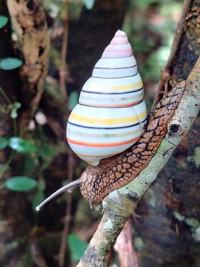 Candy Cane Snail in July 2023 by Jeimy Filpo Sisa · iNaturalist
